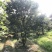 紫薇绿化苗木四川红花紫薇丛生紫薇基地供货