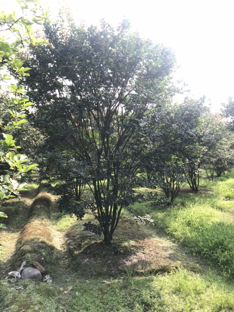 紫薇绿化苗木四川红花紫薇丛生紫薇基地供货