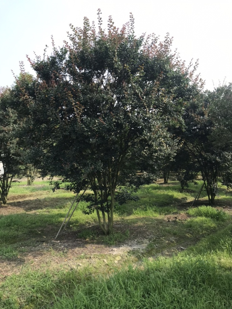 紫薇绿化苗木四川红花紫薇丛生紫薇基地供货