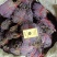 单面紫苏叶大货供应