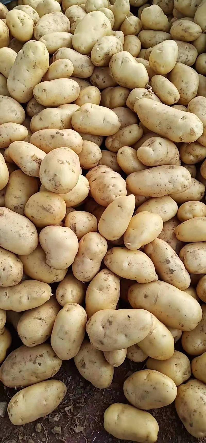 荷兰十五土豆黄皮黄心，手选土豆，保证质量，支持全国发货