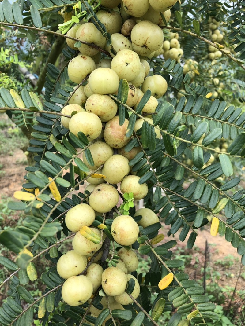 奶茶店专用油甘,工厂榨汁,源头产地，果量充足