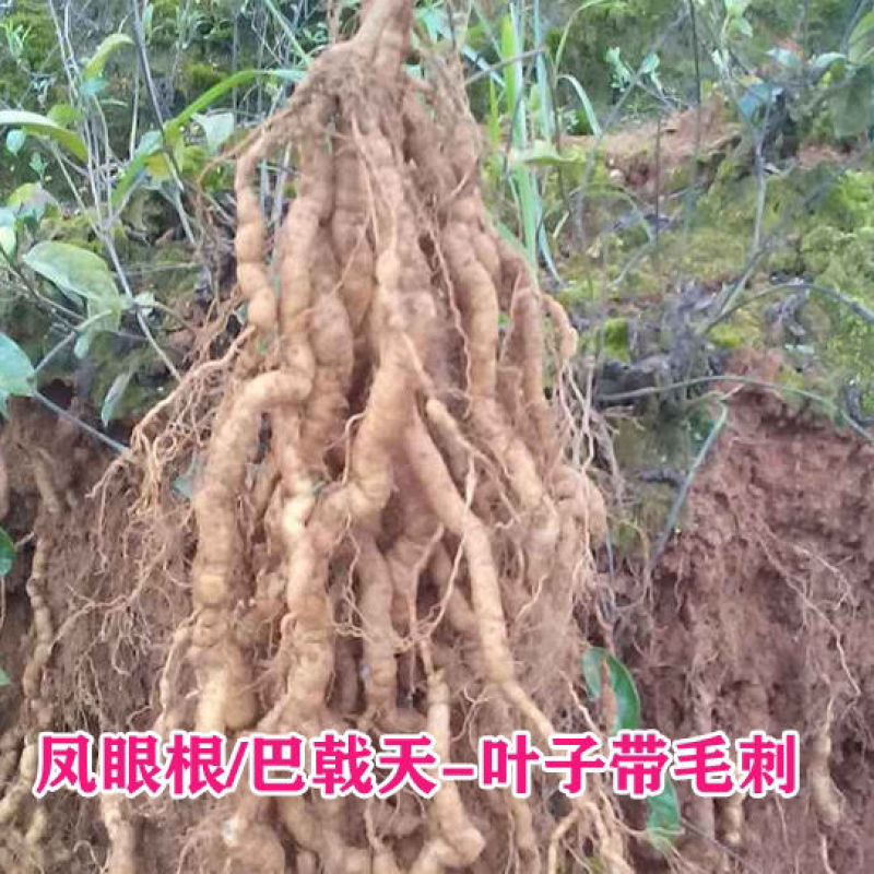 养生药膳新鲜凤眼根巴戟天煲汤泡酒炖品中药食材