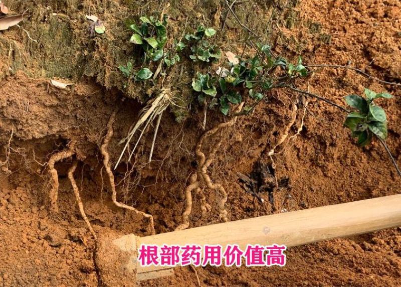 养生药膳新鲜凤眼根巴戟天煲汤泡酒炖品中药食材