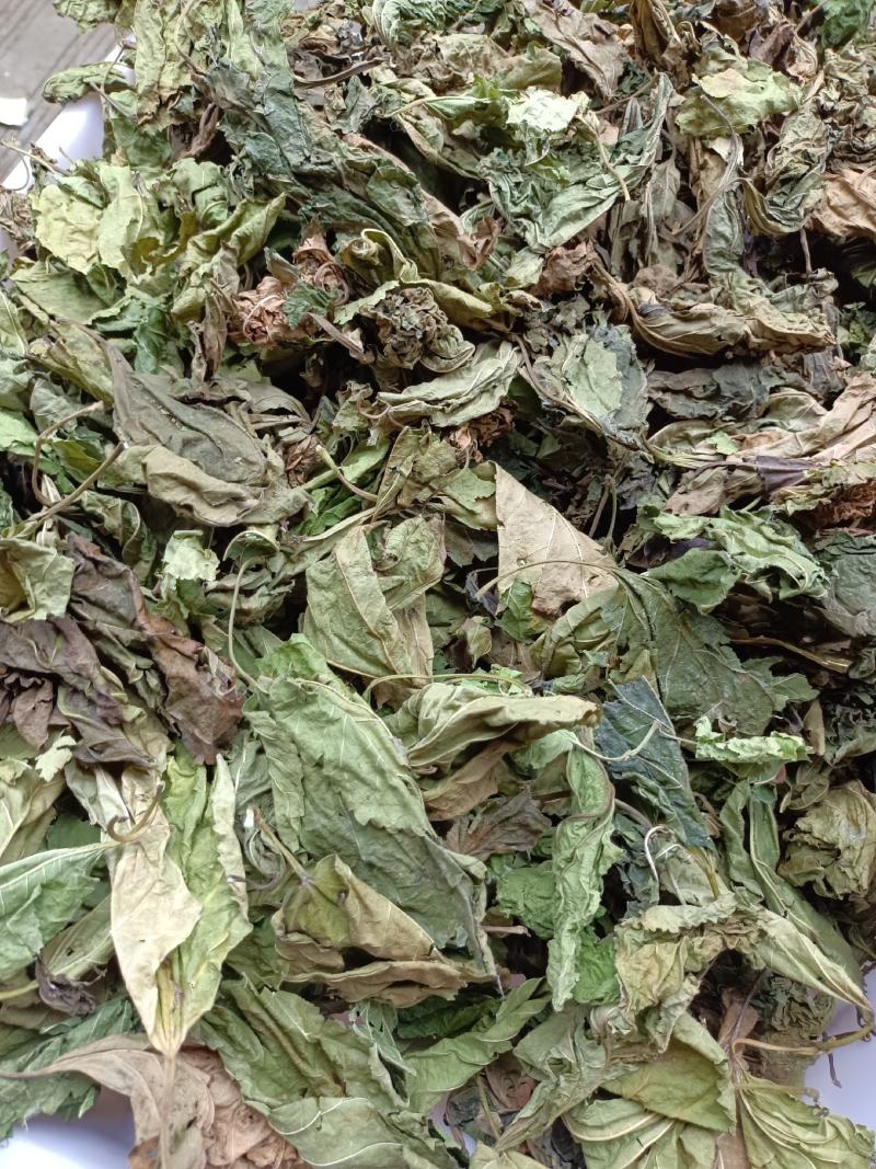 桑叶