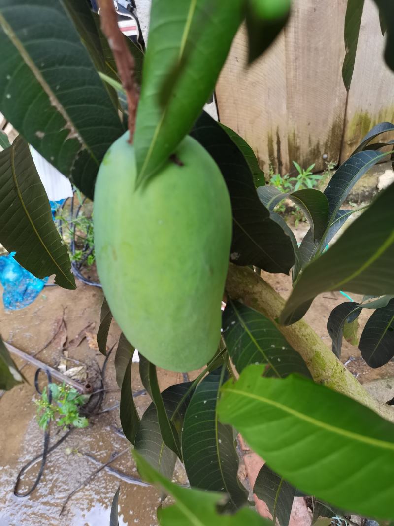云南产地芒果金煌芒产地批发招代理一件代发