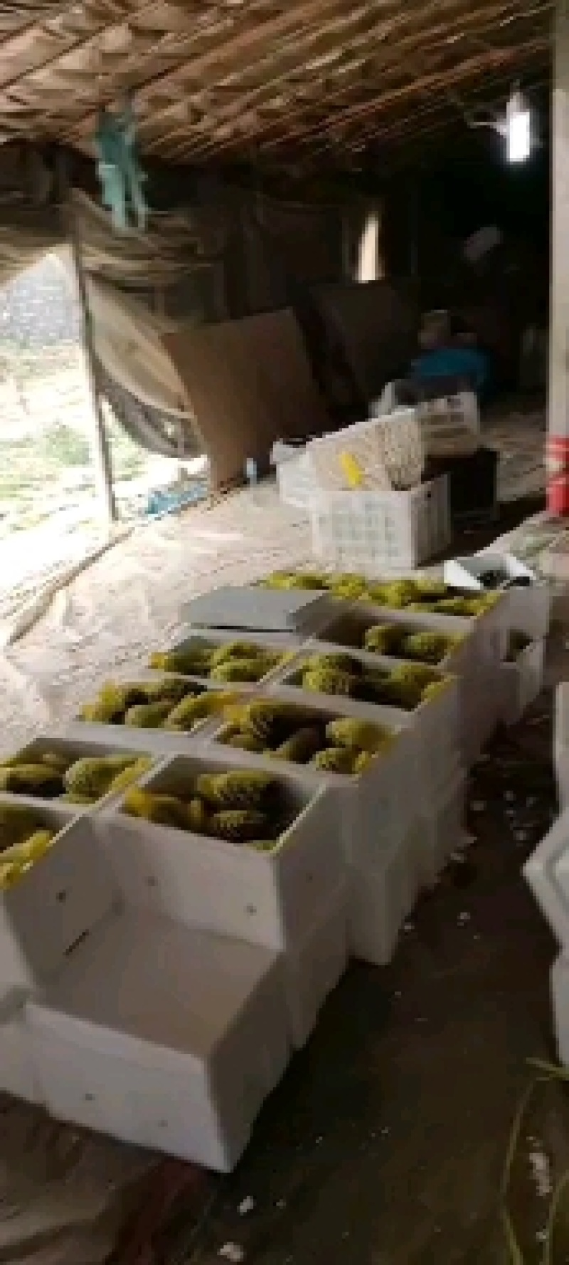 博洋甜瓜，博洋9，口感清脆甜爽，色泽鲜艳亮丽，每天都是现