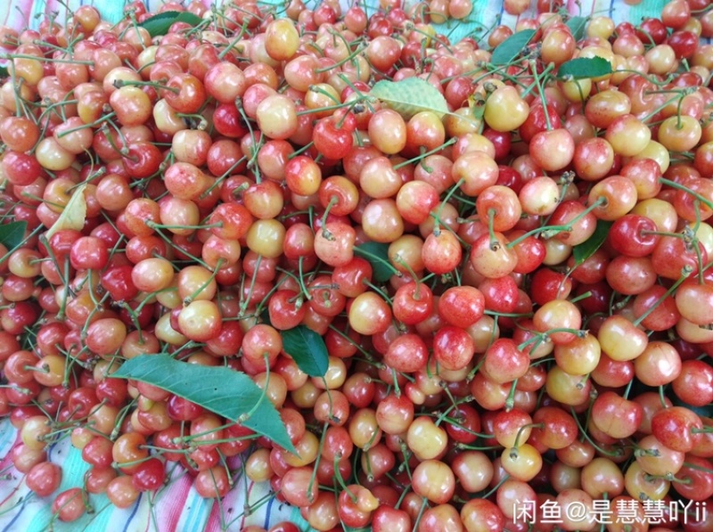 辽宁大连旅顺大樱桃红灯成熟了