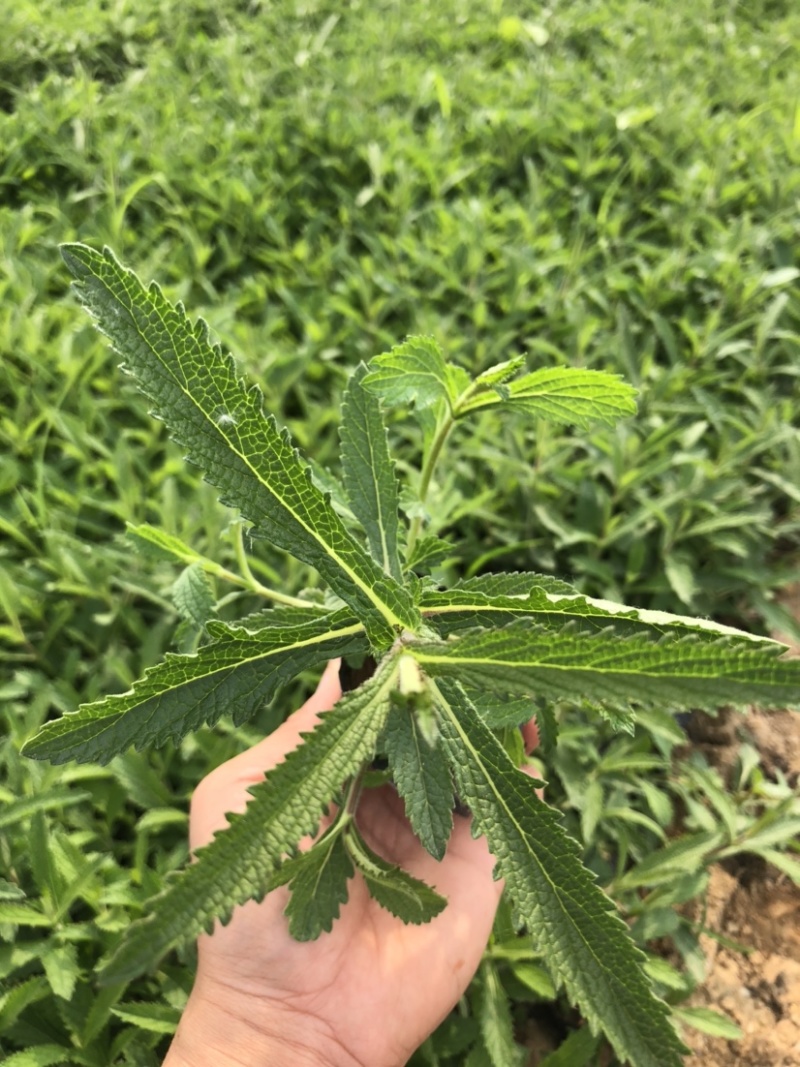 柳叶马鞭草，多分支高度20公分以上