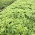 营养钵醉蝶花高度20-30公分