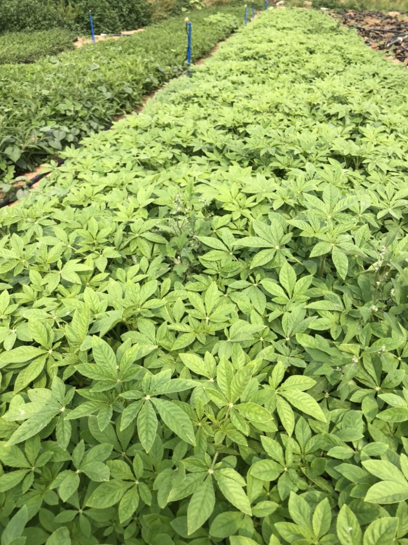 营养钵醉蝶花高度20-30公分