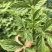 营养钵醉蝶花高度20-30公分