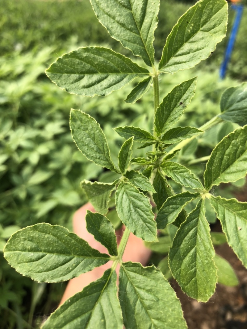 营养钵醉蝶花高度20-30公分