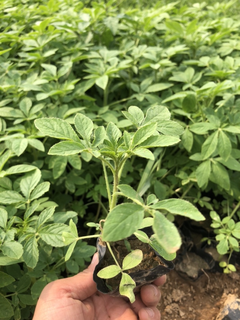 营养钵醉蝶花高度20-30公分