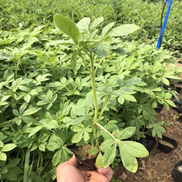营养钵醉蝶花高度20-30公分