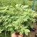 营养钵醉蝶花高度20-30公分