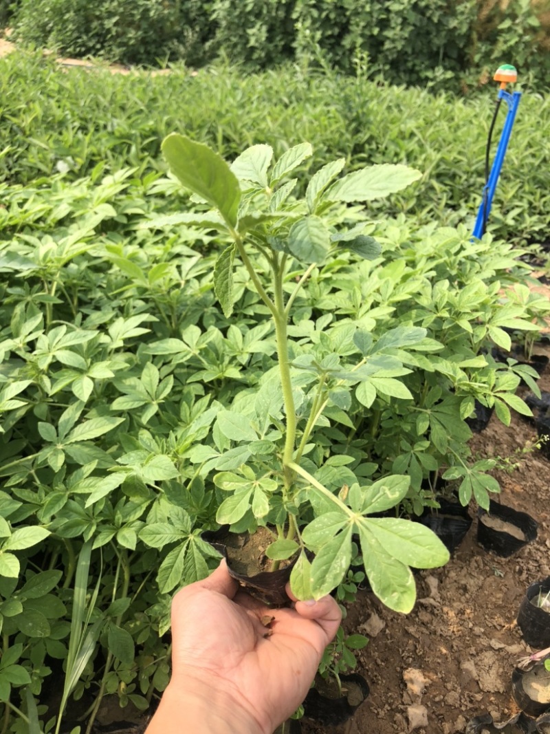 营养钵醉蝶花高度20-30公分