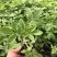营养钵醉蝶花高度20-30公分