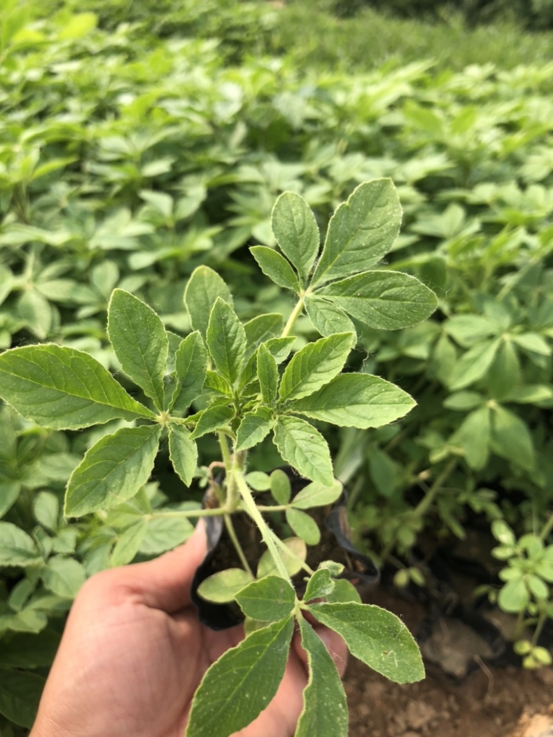 营养钵醉蝶花高度20-30公分