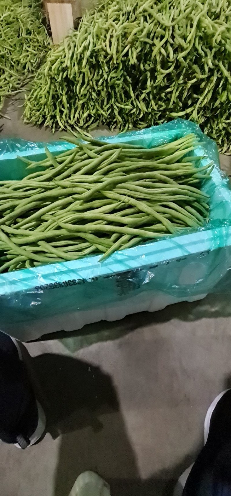 甘肃武山无筋架豆王大量上市中，质量优，价格合适，产地直发