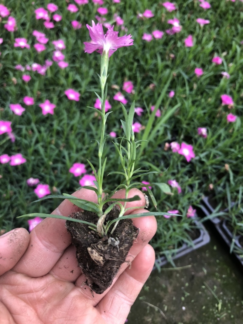 爆盆双色盆欧石竹营养杯欧石竹穴盘苗，质量好，基地看货