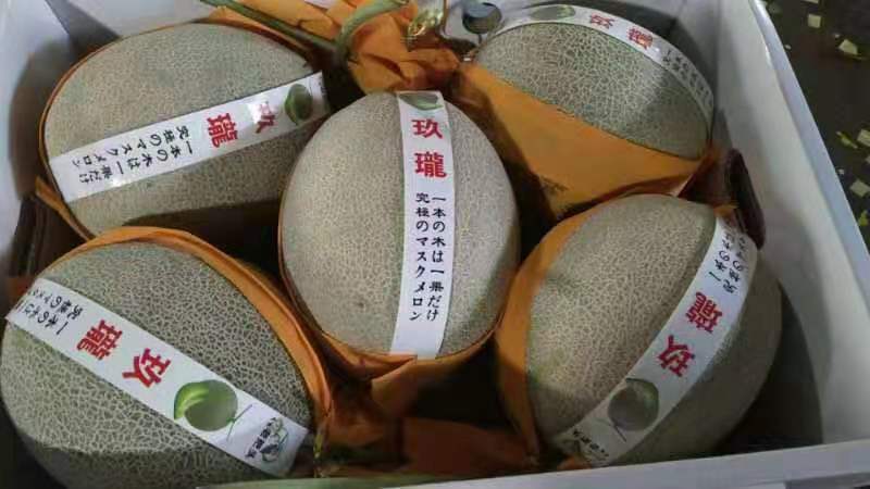 山东省潍坊市寿光网纹哈蜜瓜美华精品产地直供5000斤起