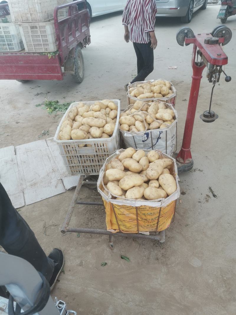 荷兰15土豆冷库荷兰土豆批发荷兰土豆质量好