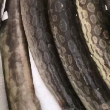 海刀鳅