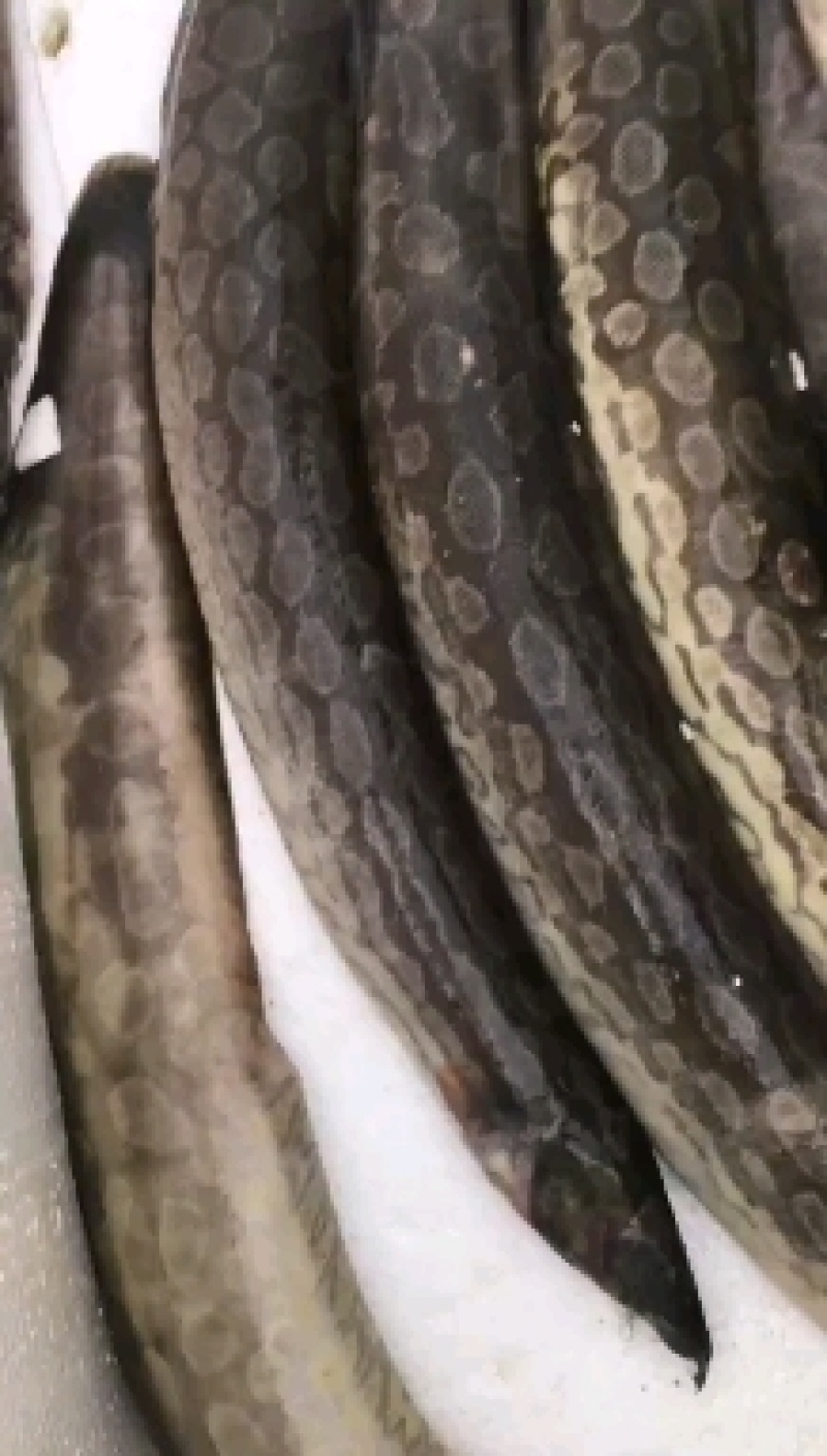 海刀鳅