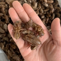 蝉蜕中药材，一手货源，产地直供，批发各种药材