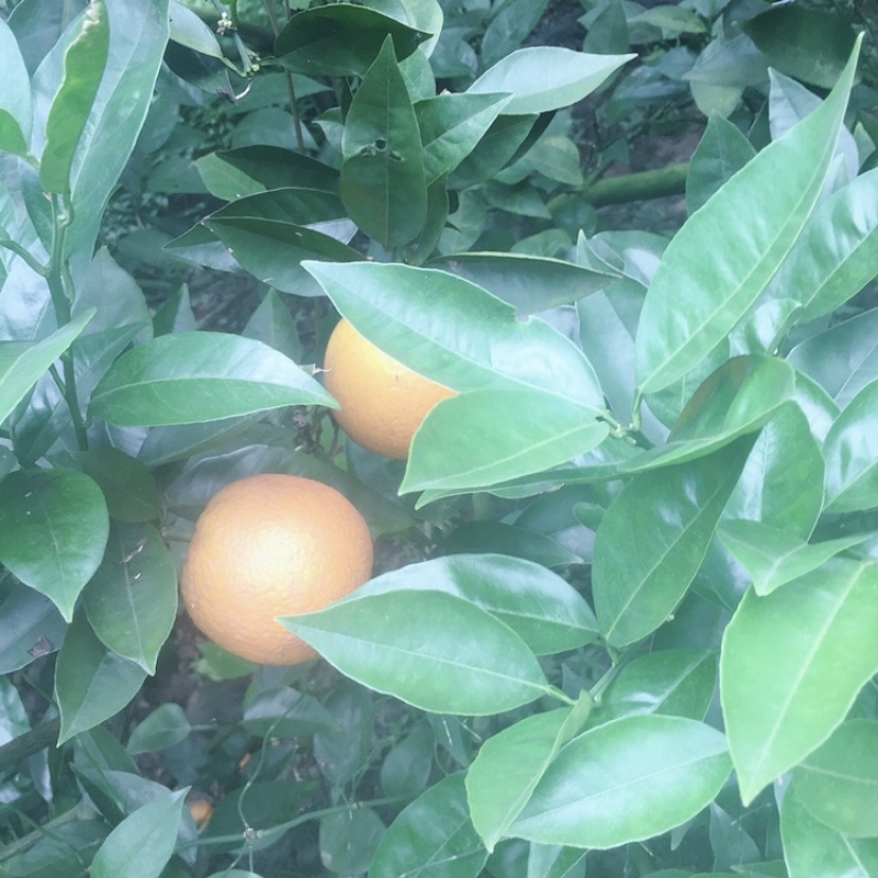 夏🍊橙