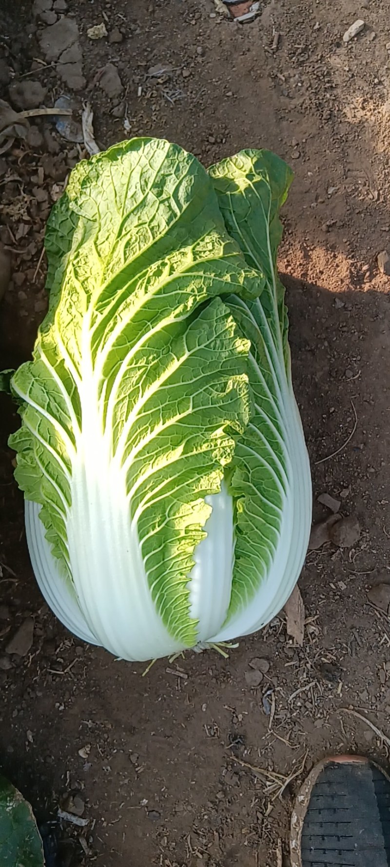 一万斤