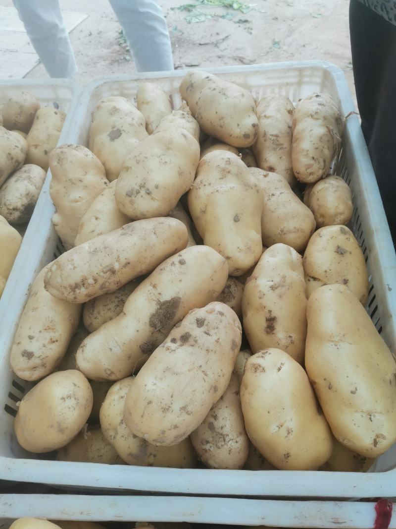 荷兰土豆产地批发荷兰十五土豆批发诚信为本视频看货等您来电