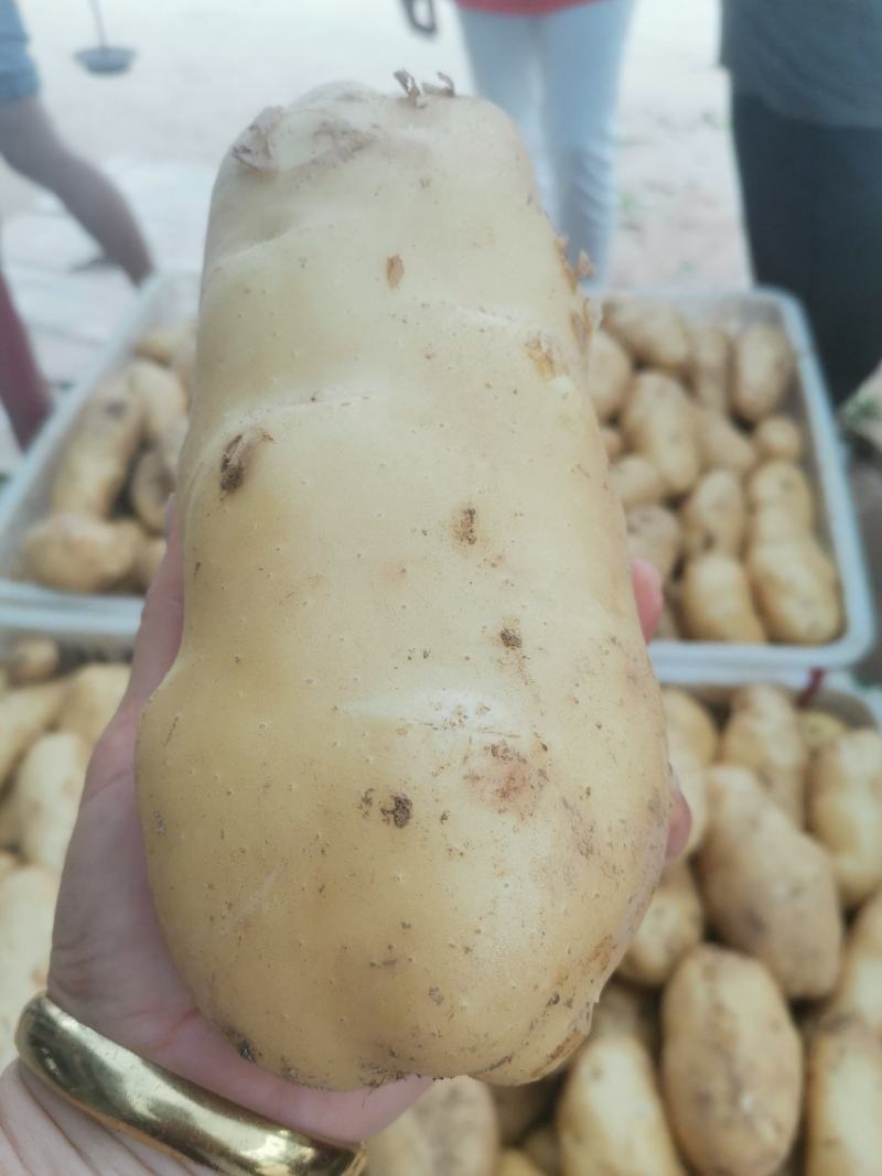 荷兰土豆产地批发荷兰十五土豆批发诚信为本视频看货等您来电