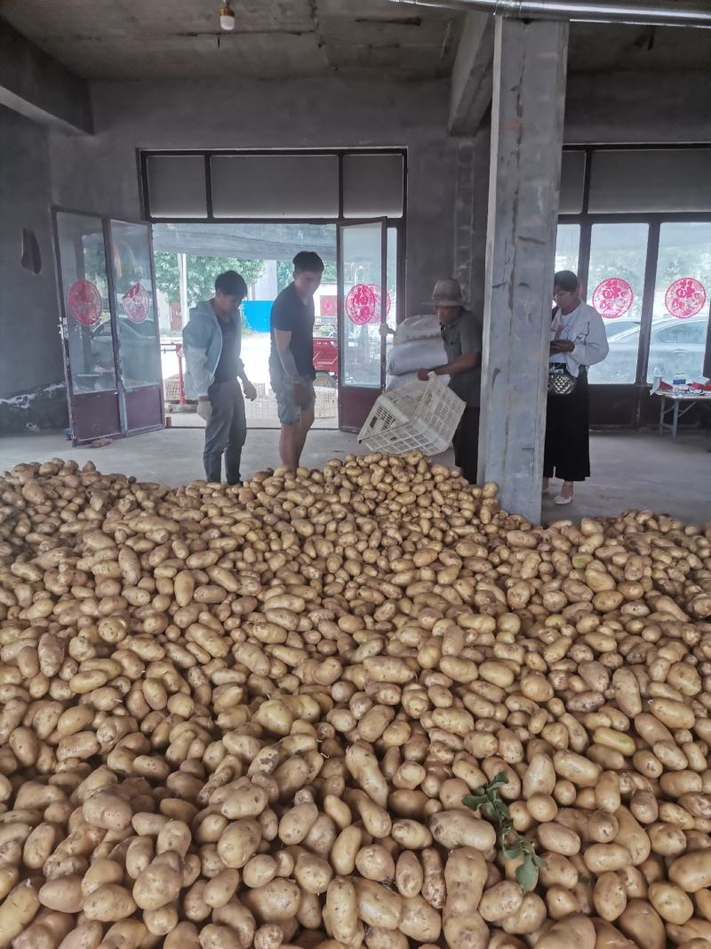 荷兰土豆产地批发荷兰十五土豆批发诚信为本视频看货等您来电