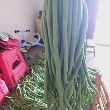 长豆角绿色好看细条欢迎新朋友来电