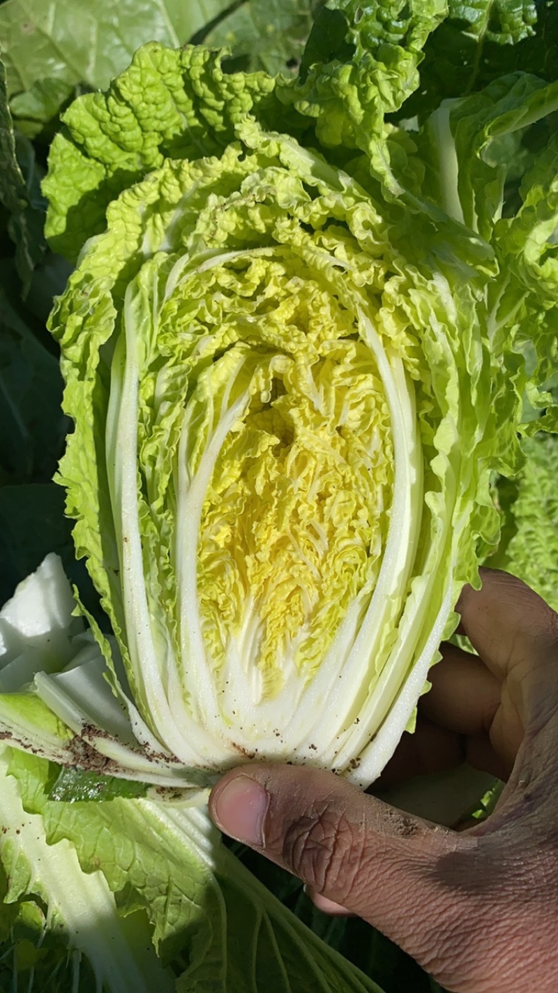 青岛精品大娃娃菜，超市电商平台**