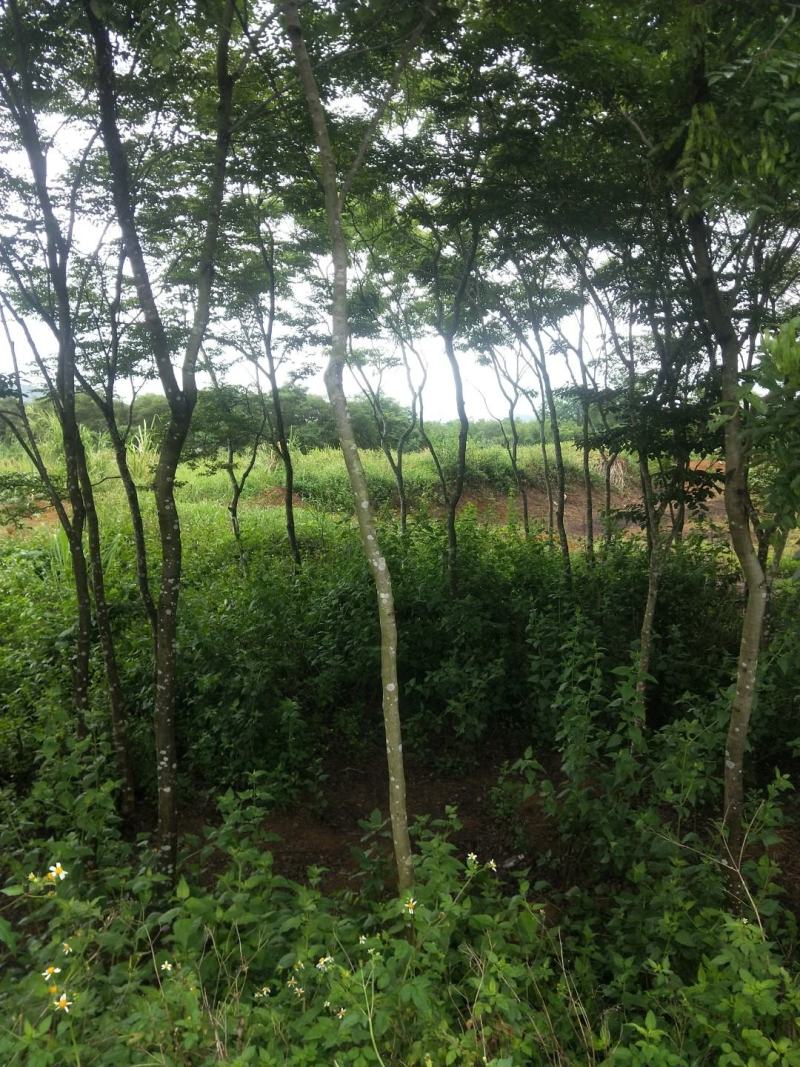 大量黄花梨树7-9分