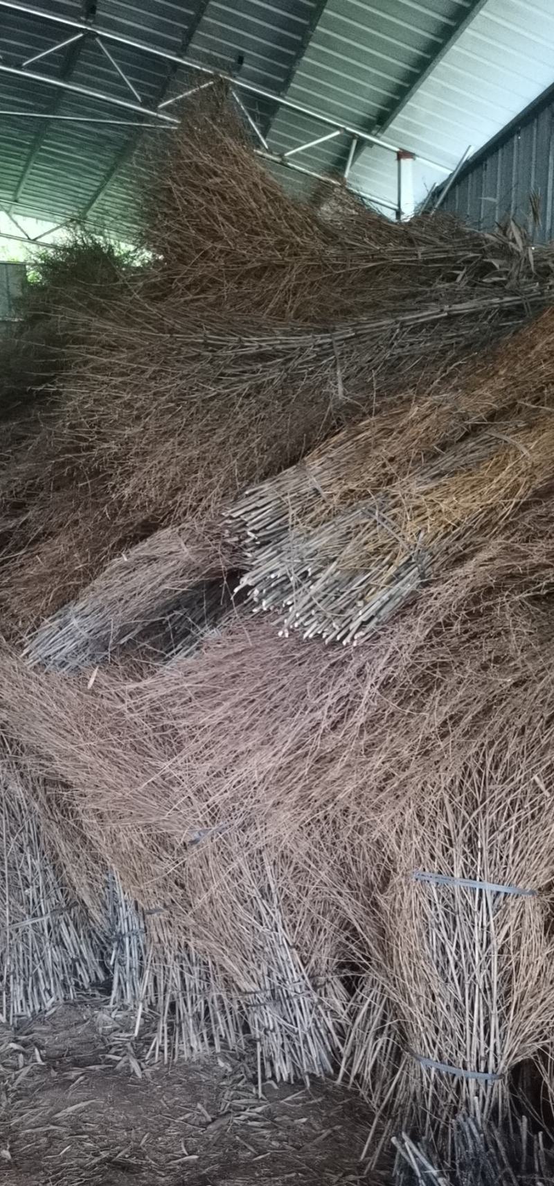 优质楠竹枝扫把苗子，产地直供，货源充足，欢迎前来订购