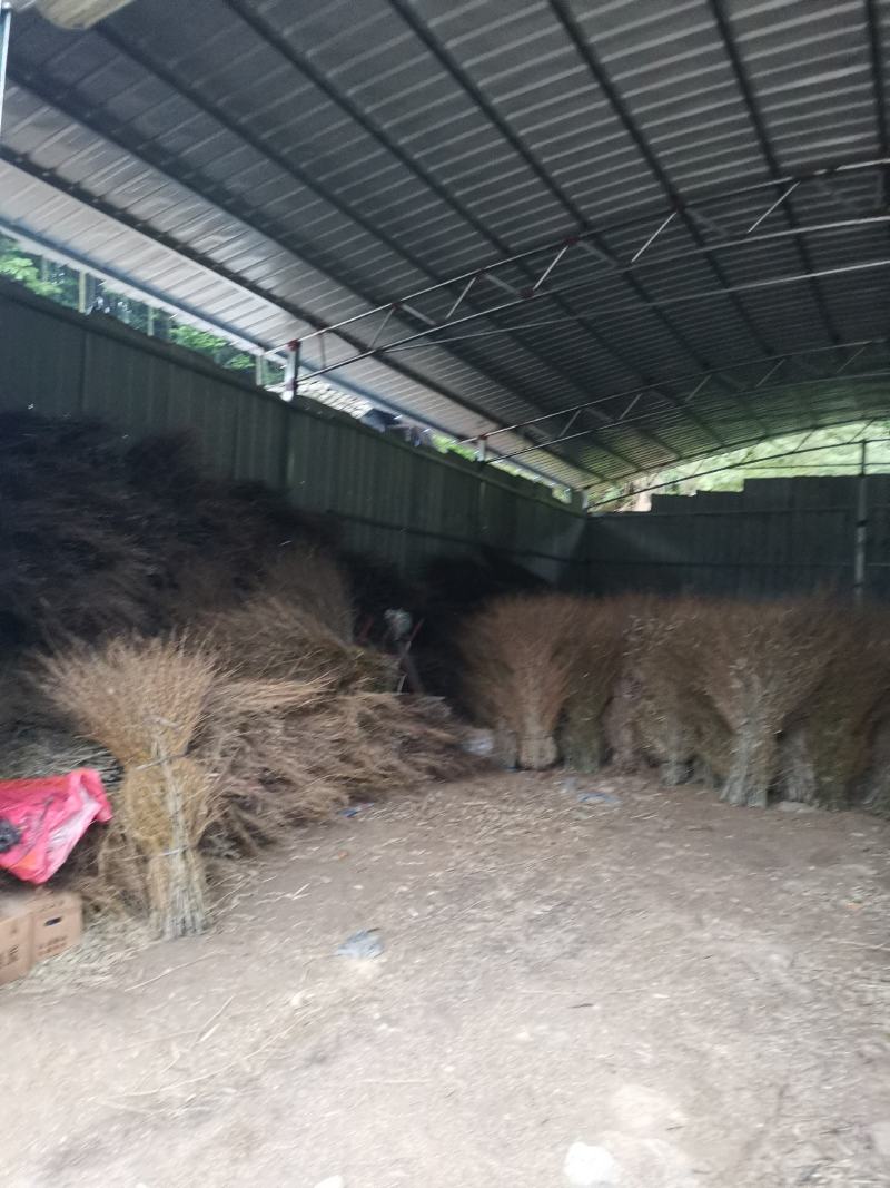 优质楠竹枝扫把苗子，产地直供，货源充足，欢迎前来订购