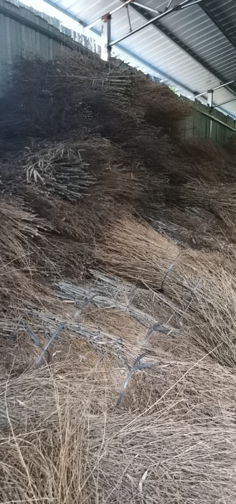 优质楠竹枝扫把苗子，产地直供，货源充足，欢迎前来订购