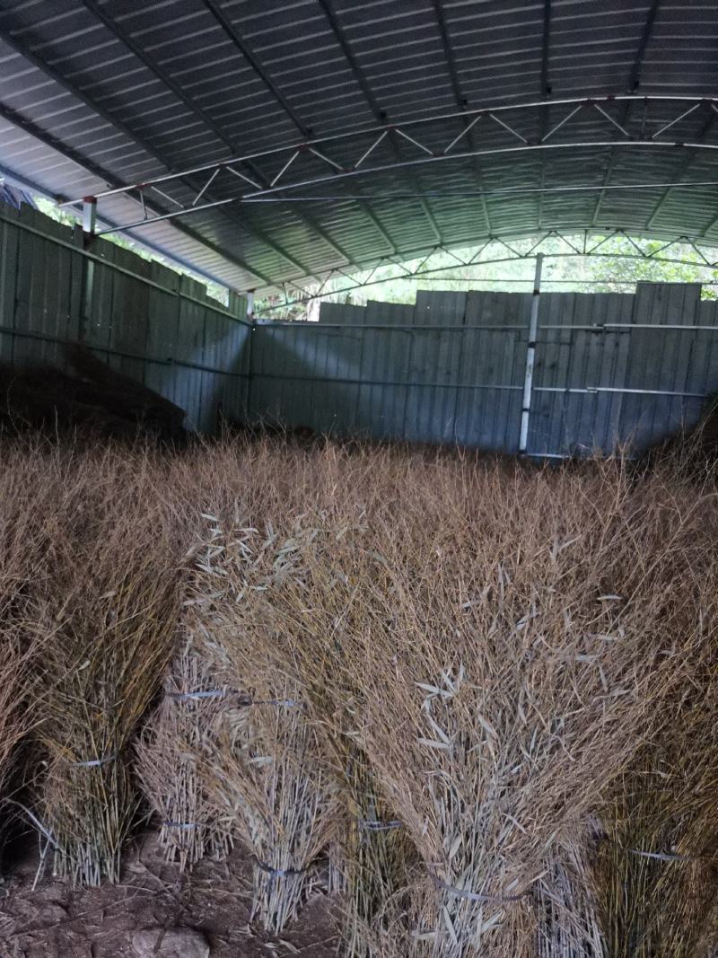 优质楠竹枝扫把苗子，产地直供，货源充足，欢迎前来订购