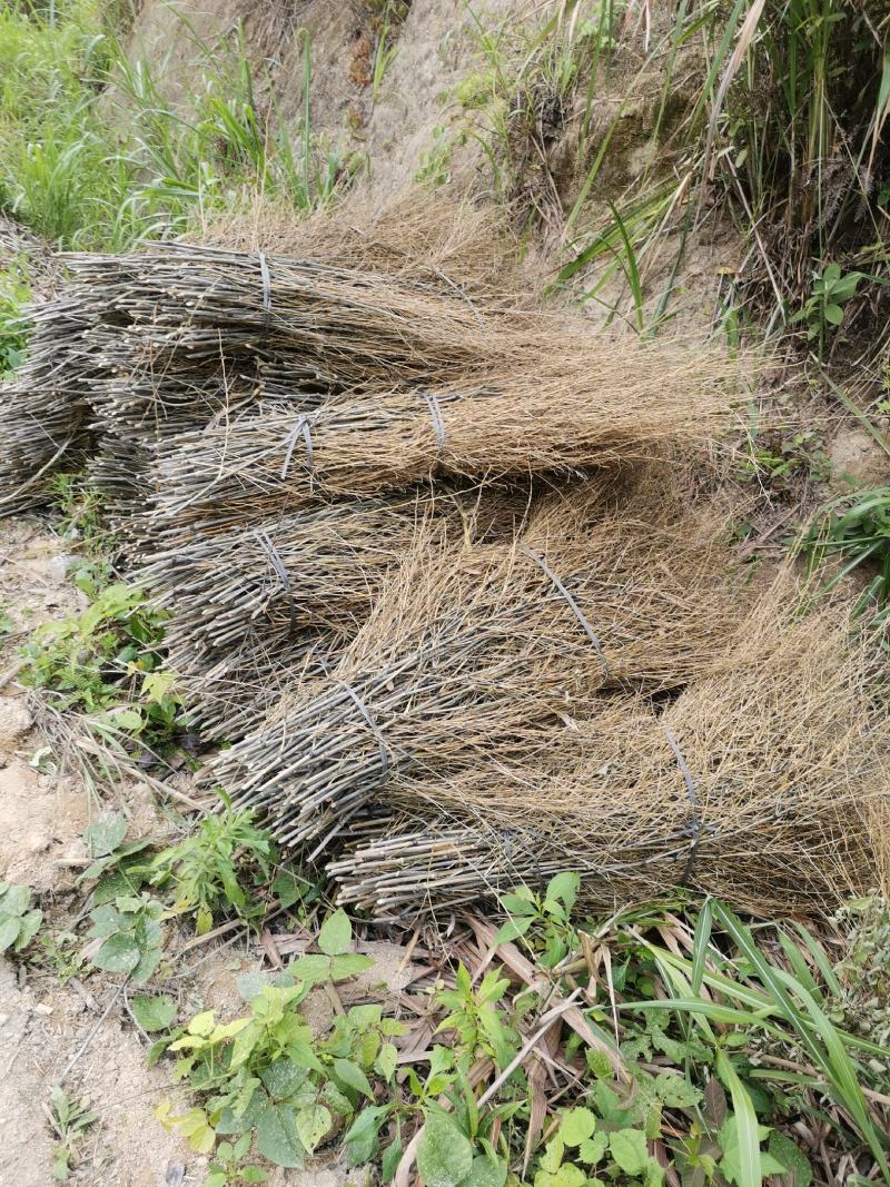 优质楠竹枝扫把苗子，产地直供，货源充足，欢迎前来订购