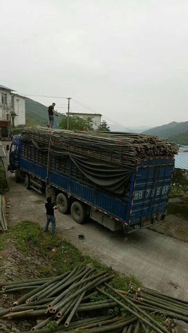 毛竹尾，竹竿