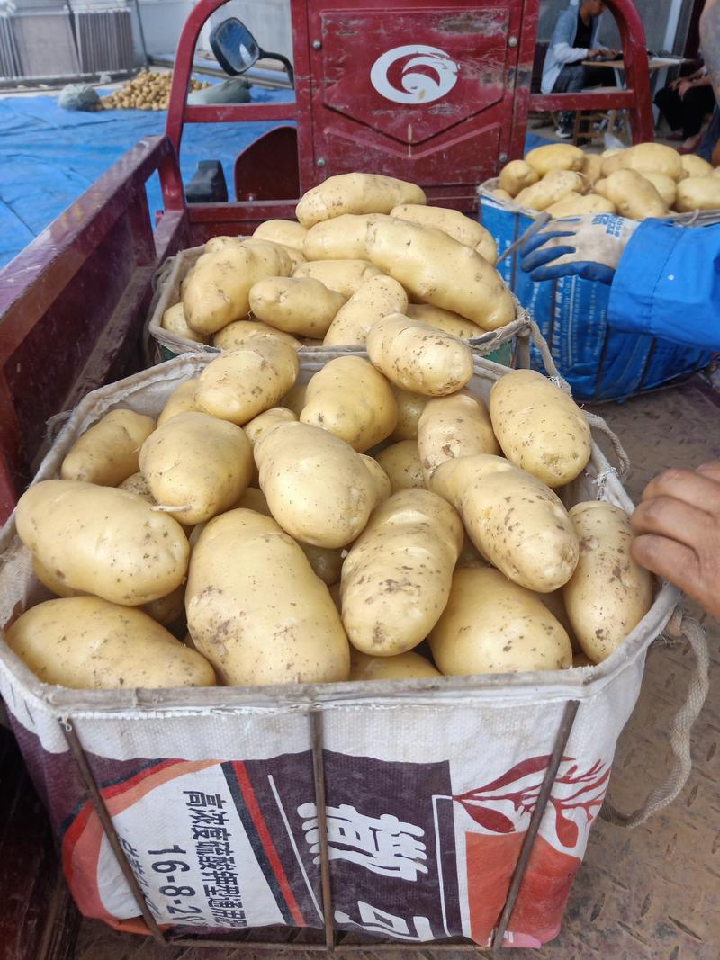 山东荷兰土豆产地荷兰十五土豆大量上市一手货源