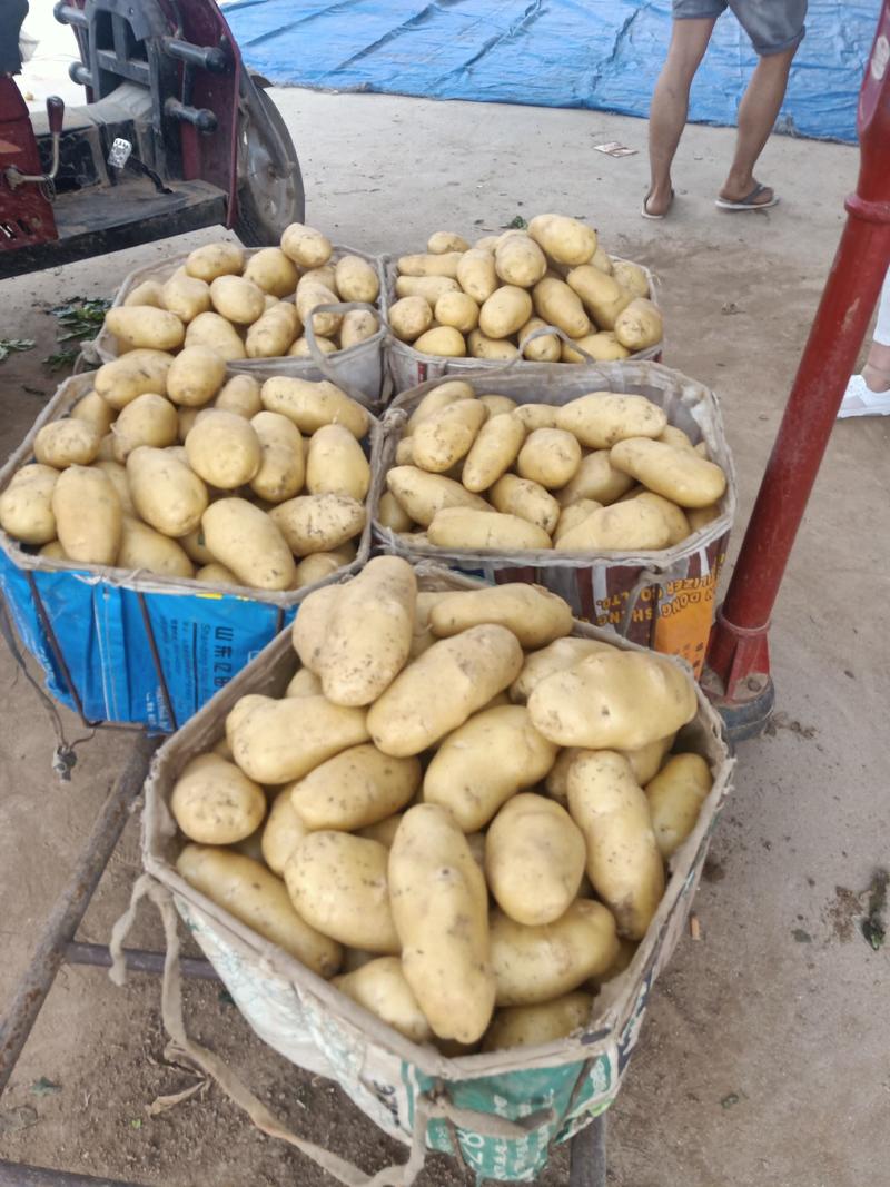 山东荷兰土豆产地荷兰十五土豆大量上市一手货源