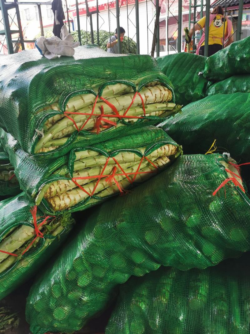精品莴笋杆子青皮青肉没有空心骨节单颗1.5左右