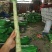 精品莴笋杆子青皮青肉没有空心骨节单颗1.5左右