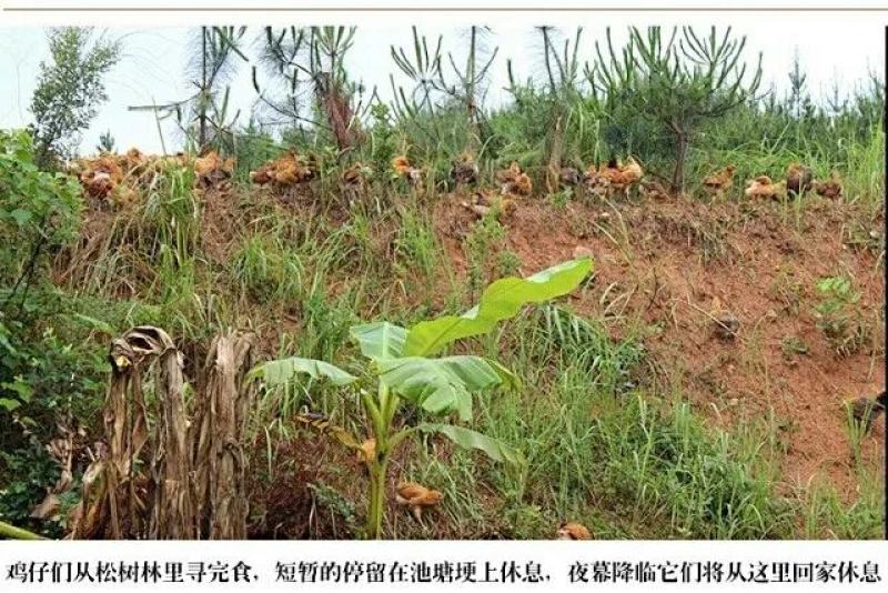 农村农家自养土鸡蛋柴鸡蛋虫草蛋无激素无抗柴鸡蛋100枚