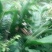 南姜野生山姜新鲜